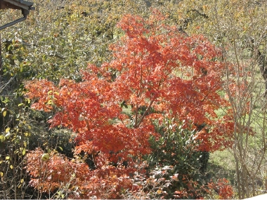 SANY0271.JPG