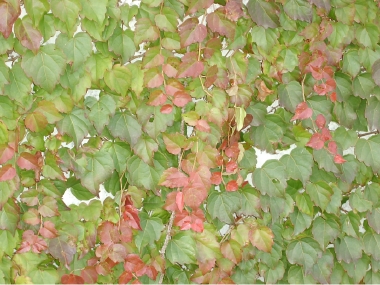 SANY0189.JPG